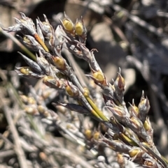 Lepidosperma laterale (Variable Sword Sedge) at Block 402 - 26 Jul 2023 by JaneR