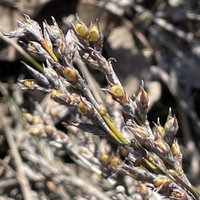 Lepidosperma laterale (Variable Sword Sedge) at Stromlo, ACT - 26 Jul 2023 by JaneR