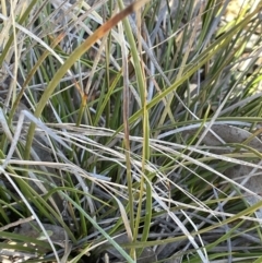 Lepidosperma laterale at Stromlo, ACT - 26 Jul 2023 10:35 AM