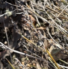 Lepidosperma laterale at Stromlo, ACT - 26 Jul 2023 10:35 AM