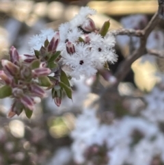 Styphelia attenuata (Small-leaved Beard Heath) at Stromlo, ACT - 26 Jul 2023 by JaneR