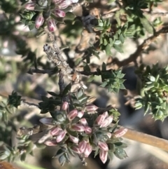 Leucopogon attenuatus at Stromlo, ACT - 26 Jul 2023