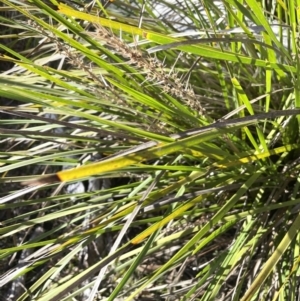 Lomandra longifolia at Stromlo, ACT - 26 Jul 2023