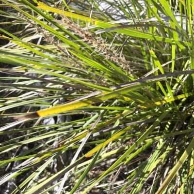 Lomandra longifolia (Spiny-headed Mat-rush, Honey Reed) at Block 402 - 26 Jul 2023 by JaneR