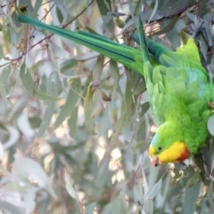 Polytelis swainsonii (Superb Parrot) at Watson, ACT - 26 Jul 2023 by BenHarvey