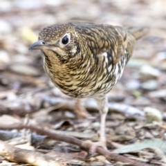 Zoothera lunulata (Bassian Thrush) at ANBG - 24 Jul 2023 by BenHarvey