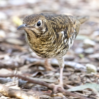 Zoothera lunulata (Bassian Thrush) at Canberra Central, ACT - 24 Jul 2023 by BenHarvey