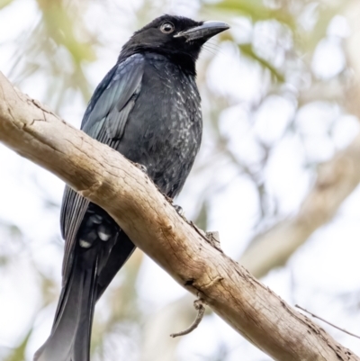 Dicrurus bracteatus (Spangled Drongo) at ANBG - 3 May 2023 by BenHarvey