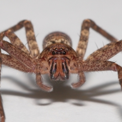 Heteropoda jugulans (Brown Huntsman Spider) at Wellington Point, QLD - 26 Jul 2023 by TimL