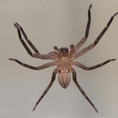 Heteropoda jugulans at Wellington Point, QLD - suppressed