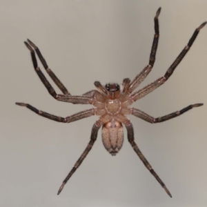 Heteropoda jugulans at Wellington Point, QLD - suppressed
