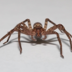 Heteropoda jugulans at Wellington Point, QLD - suppressed