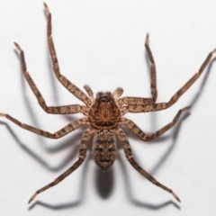 Heteropoda jugulans at Wellington Point, QLD - suppressed