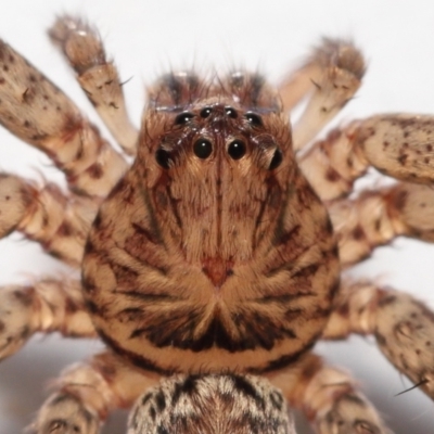 Heteropoda jugulans (Brown Huntsman Spider) at Wellington Point, QLD - 26 Jul 2023 by TimL