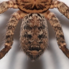 Heteropoda jugulans at Wellington Point, QLD - suppressed