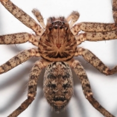 Heteropoda jugulans at Wellington Point, QLD - suppressed
