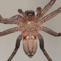 Heteropoda jugulans at Wellington Point, QLD - suppressed
