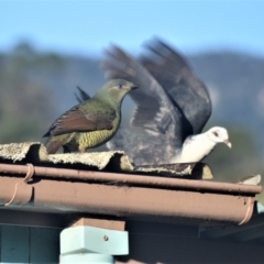 Ptilonorhynchus violaceus (Satin Bowerbird) at Jamberoo, NSW - 26 Jul 2023 by plants