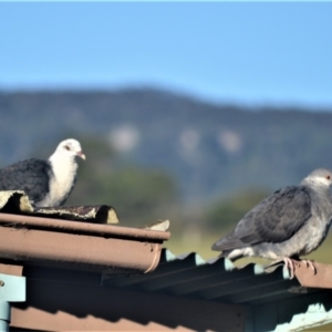 Columba leucomela at Jamberoo, NSW - 26 Jul 2023 08:16 PM