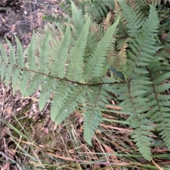 Hypolepis rugosula (Ruddy Ground-Fern) at Penrose, NSW - 26 Jul 2023 by plants