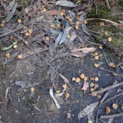 Calyptorhynchus lathami (Glossy Black-Cockatoo) at Penrose State Forest - 26 Jul 2023 by plants