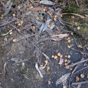 Calyptorhynchus lathami lathami at Penrose, NSW - suppressed