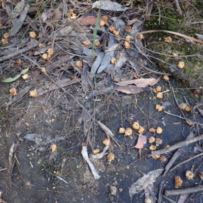 Calyptorhynchus lathami (Glossy Black-Cockatoo) at Wingecarribee Local Government Area - 26 Jul 2023 by plants