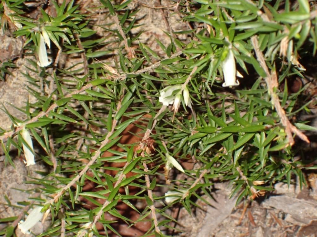 Epacris calvertiana var. calvertiana at Penrose, NSW - 26 Jul 2023