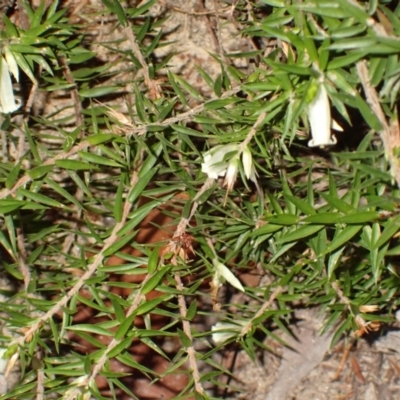 Epacris calvertiana var. calvertiana at Penrose State Forest - 26 Jul 2023 by plants