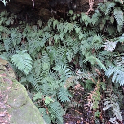 Leptopteris fraseri (Crepe Fern) at Penrose, NSW - 26 Jul 2023 by plants