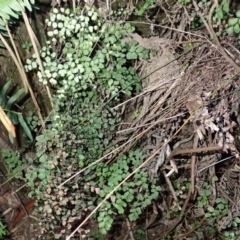 Adiantum aethiopicum (Common Maidenhair Fern) at Wingecarribee Local Government Area - 26 Jul 2023 by plants