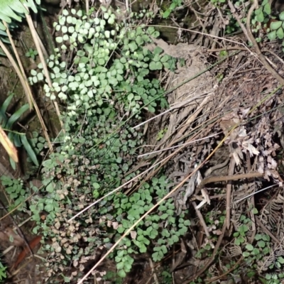 Adiantum aethiopicum (Common Maidenhair Fern) at Penrose, NSW - 26 Jul 2023 by plants