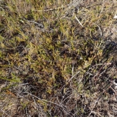 Phyllota humifusa (Dwarf Phyllota) at Penrose State Forest - 26 Jul 2023 by plants