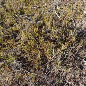 Phyllota humifusa at Penrose, NSW - 26 Jul 2023