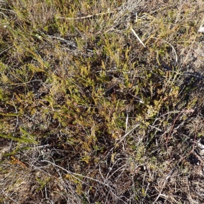 Phyllota humifusa (Dwarf Phyllota) at Wingecarribee Local Government Area - 26 Jul 2023 by plants