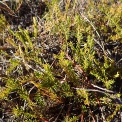 Phyllota humifusa at Penrose, NSW - suppressed