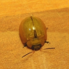 Paropsisterna cloelia (Eucalyptus variegated beetle) at Pollinator-friendly garden Conder - 8 Jan 2023 by michaelb