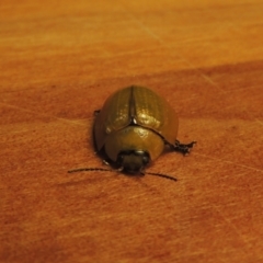 Paropsisterna cloelia at Conder, ACT - 8 Jan 2023