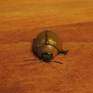 Paropsisterna cloelia at Conder, ACT - 8 Jan 2023 09:38 PM