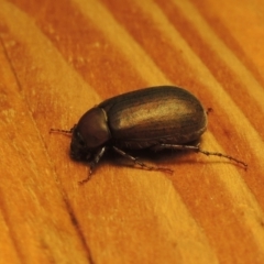 Sericesthis nigrolineata (Dusky pasture scarab) at Pollinator-friendly garden Conder - 8 Jan 2023 by michaelb