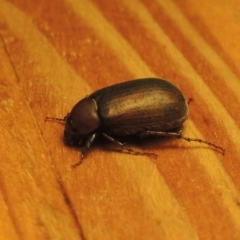 Sericesthis nigrolineata (Dusky pasture scarab) at Conder, ACT - 8 Jan 2023 by michaelb