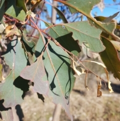 Eucalyptus blakelyi (Blakely's Red Gum) at Kambah, ACT - 27 Jul 2023 by danswell