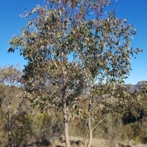 Eucalyptus blakelyi at Kambah, ACT - suppressed