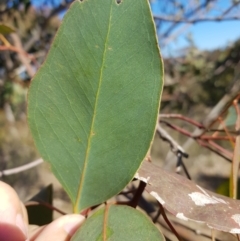 Eucalyptus blakelyi at Kambah, ACT - 27 Jul 2023