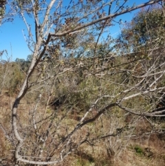 Bursaria spinosa subsp. lasiophylla (Australian Blackthorn) at Kambah, ACT - 26 Jul 2023 by danswell