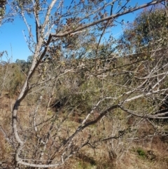 Bursaria spinosa subsp. lasiophylla (Australian Blackthorn) at Kambah, ACT - 27 Jul 2023 by danswell