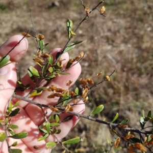 Bursaria spinosa subsp. lasiophylla at Kambah, ACT - suppressed