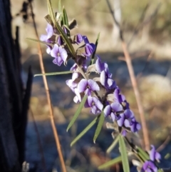 Hovea heterophylla (Common Hovea) at Stromlo, ACT - 27 Jul 2023 by danswell