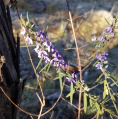 Hovea heterophylla at Stromlo, ACT - 27 Jul 2023