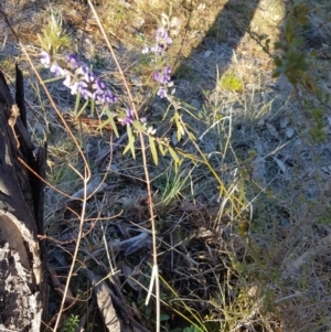 Hovea heterophylla at Stromlo, ACT - 27 Jul 2023